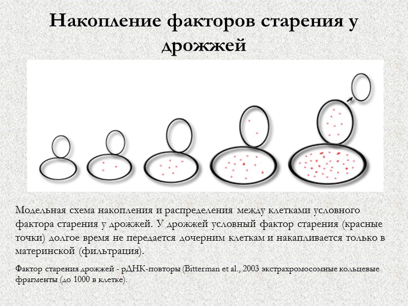 Накопление факторов старения у дрожжей Модельная схема накопления и распределения между клетками условного фактора